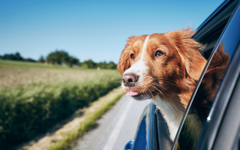 Jaén: Escapada perfecta con tu perro. ¡Viaja y disfruta juntos!